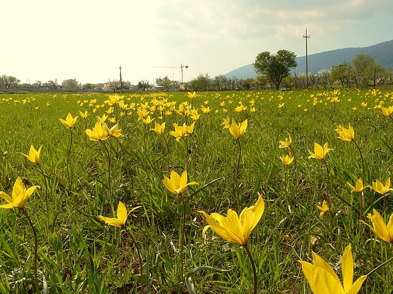 Tulipa sylvestris / Tulipano selvatico dei campi